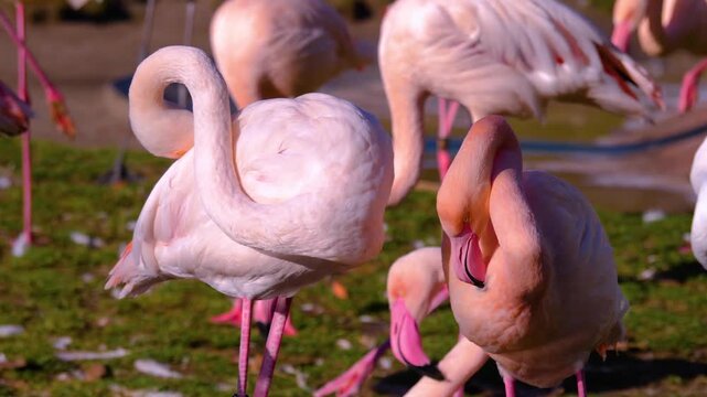 Close up flamingo birds standing on a meadow and grooming it self on late summer afternoon.