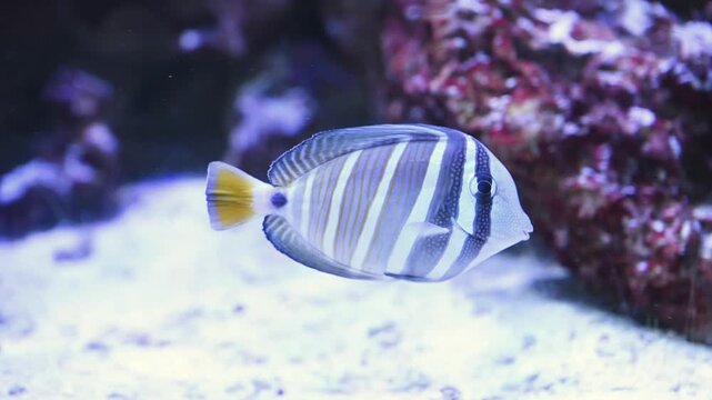 Sailfin tang (Zebrasoma veliferum) full body swimming, tropical reef fish with large sail-like dorsal fin and striped pattern, colorful marine wildlife footage