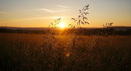 Fototapeta premium Paisaje cálido abstracto de flores silvestres secas y prados de hierba en la cálida hora dorada del atardecer o del amanecer. Fondo tranquilo del campo de la naturaleza del otoño. Suave hora dorada