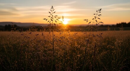 Paisaje cálido abstracto de flores silvestres secas y prados de hierba en la cálida hora dorada del atardecer o del amanecer. Fondo tranquilo del campo de la naturaleza del otoño. Suave hora dorada