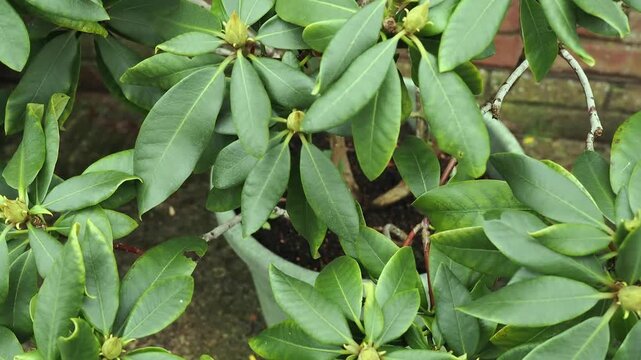 Rhododendron in bud and leaves in winter.