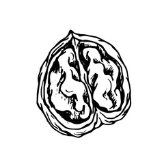 Decorative walnut sketch, vector graphics.