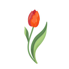 Colorful spring red tulip flower. Vector botanical element.