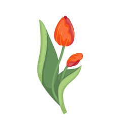 Colorful spring red tulip flower. Vector botanical element.