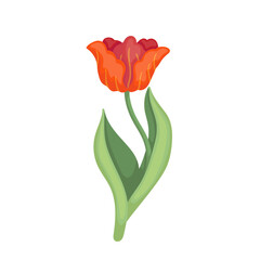 Colorful spring red tulip flower. Vector botanical element.