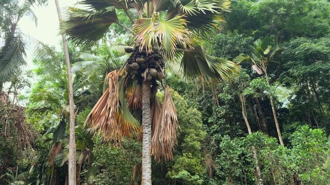 Female coco de mer tree with nuts in the spice garden, Mahe, Seychelles 25fps.