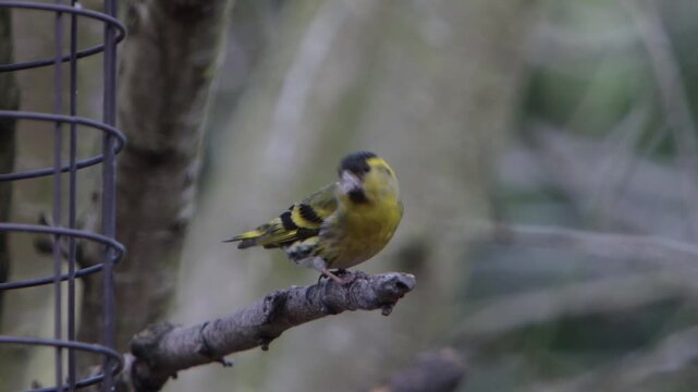 A male Siskin, Carduelis spinus, feeding. Winter. UK