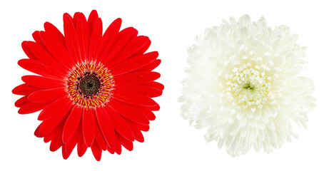 Two vibrant flower heads: red gerbera daisy and white chrysanthemum isolated on white background. Top view of blooming floral elements for spring design, wedding decor and celebration greeting cards.
