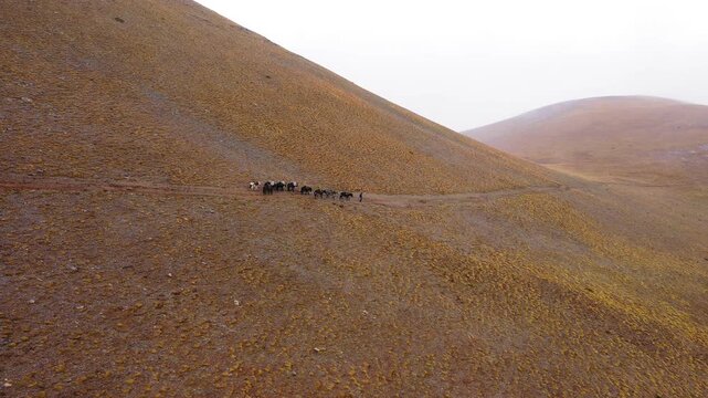 Slow panning drone shot of donkeys and mules guided by their shepherd on the Plateau of Muses on Mount Olympus during an overcast day