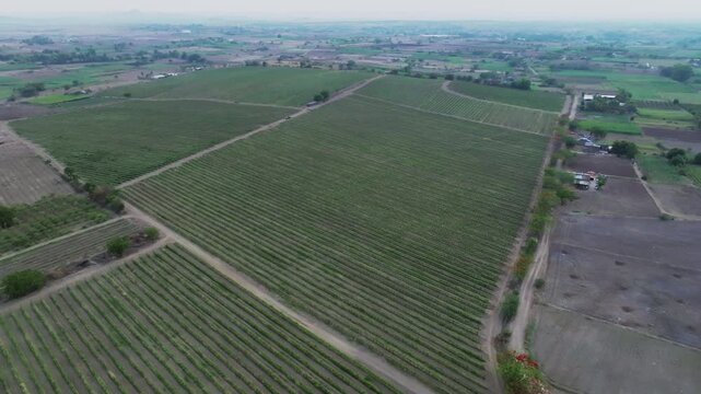High aerial drone shot of Fratelli Vineyard Nashik showing vast grapevine blocks divided by dirt tracks amid open farmland and hazy rural horizon