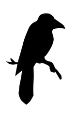 Fototapeta premium Vector drawing. Bird on white sky backdrop.