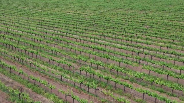 Close aerial drone shot of densely planted flourishing grapevines on red soil at Vineyard Nashik with trellis wires and vivid green canopy