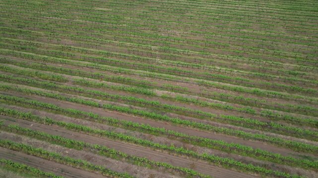 Aerial drone shot of Fratelli Vineyard in Nashik showing perfectly aligned green grapevine rows across red soil farmland in Maharashtra India