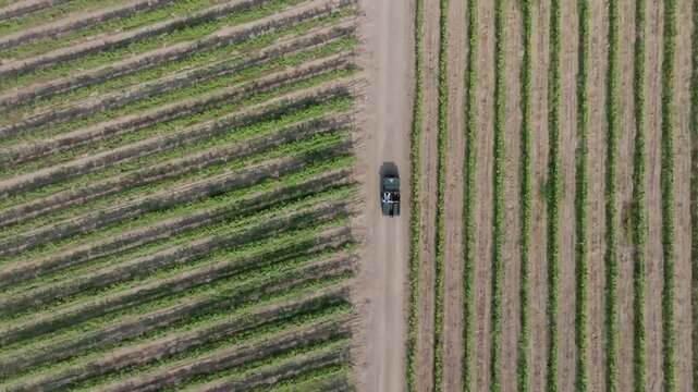 Aerial top-down view of SUV traveling dirt road between contrasting agricultural fields and green vineyard rows in Maharashtra wine country