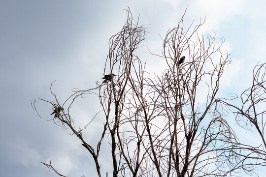 Three birds hooded crows (Corvus cornix) are perched on the bare, dry branches of a tree against a cloudy sky. The image captures a natural scene of wildlife in a stark, minimalist environment.