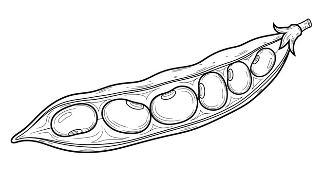 Broad Bean Pod Detail Coloring Page for Agricultural Education. transparent.
