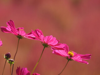 砂塵を巻き上げよ