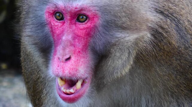 Close up face and head of a macaque monkey looking surprised with his eyes around on sunny spring day
