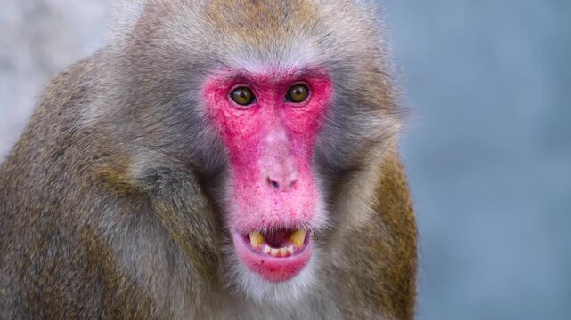 Close up face and head of a macaque monkey looking surprised with his eyes around on sunny spring day