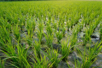 Fototapeta premium Young Rice Plants in Flooded Paddy Field