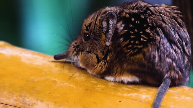 Close up of an elephant shrew head or mouse resting on a tree log and moving his nose watching around
