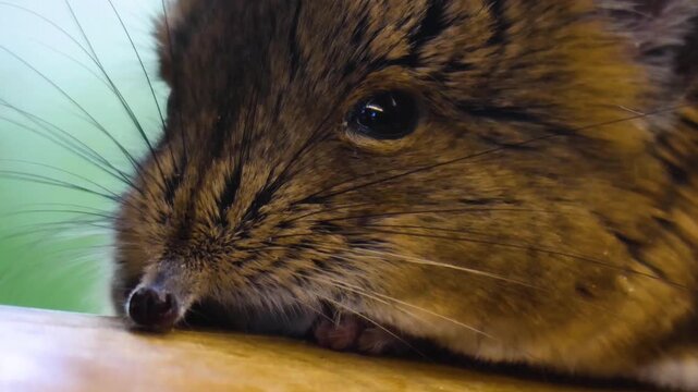 Close up of an elephant shrew head or mouse resting on a tree log and moving his nose watching around
