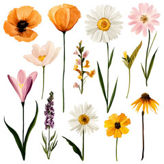 Fototapeta premium Bright Summer Garden Wildflowers PNG Collection Isolated Transparent Background
