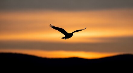Fototapeta premium Bird silhouette soaring sunset background