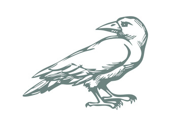 Fototapeta premium Vector drawing. Old big crow