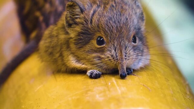 Close up of an elephant shrew head or mouse resting on a tree log and moving his nose watching around
