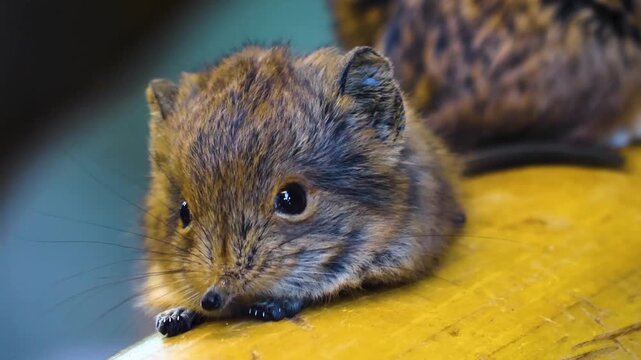 Close up of an elephant shrew head or mouse resting on a tree log and moving his nose watching around

