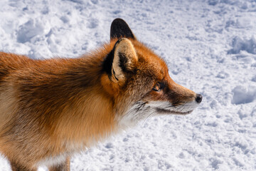 Obraz premium Red Fox, Vulpes Vulpes, on the snow in High Tatras in Poland