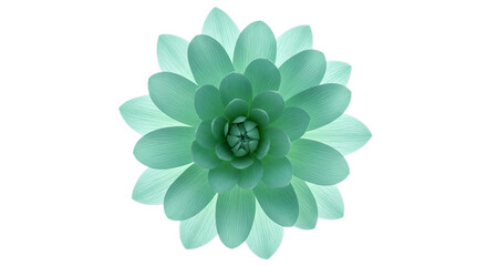Fototapeta premium Vibrant teal succulent plant with intricate layered petals on a clean white background.