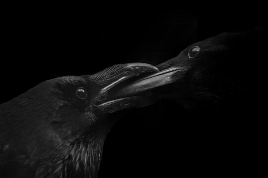 Two ravens holding beaks