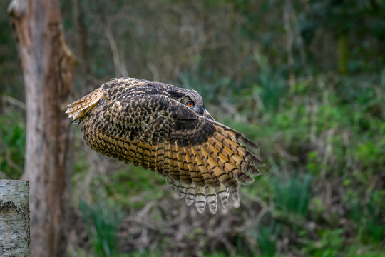 Eagle owl in flight