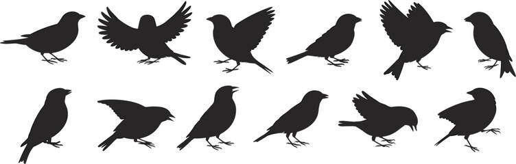 Obraz premium Collection of Black Bird Silhouettes in Different Poses on White Background birds flying