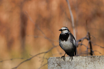 Obraz premium 池のほとりんのセキレイ
