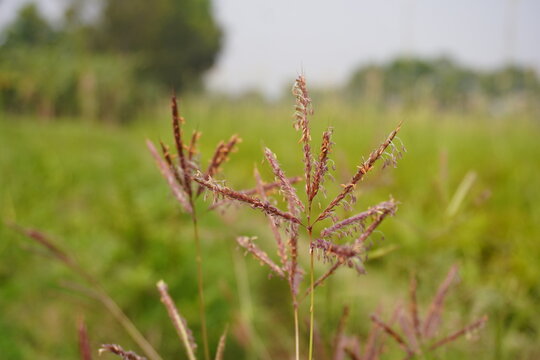 Wild Grass with Striking Purple Seed Heads