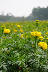 Fototapeta premium Field of Blooming Yellow Marigolds