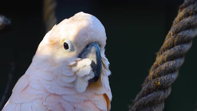 Close up of a pink and white cockatoo head eyes and beak, looking around on a cloudy spring day
