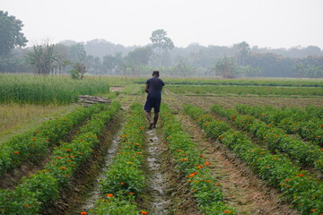 Fototapeta premium Farmer Walking Through Cultivated Crop Field
