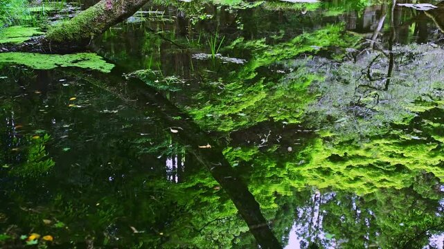 心まで透き通る幻想風景。
「一歩踏み込めば、そこは絵画の世界でした。」
(阿蘇郡産山村)(山吹水源)
A fantastical landscape that penetrates to the soul.
"One step inside and you're transported to a world of painting."