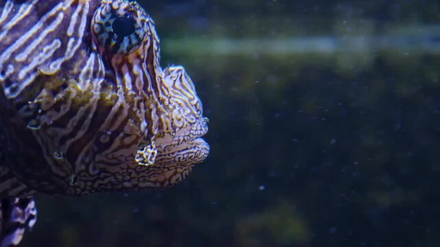 a very close up of a lion fish head floating underwater