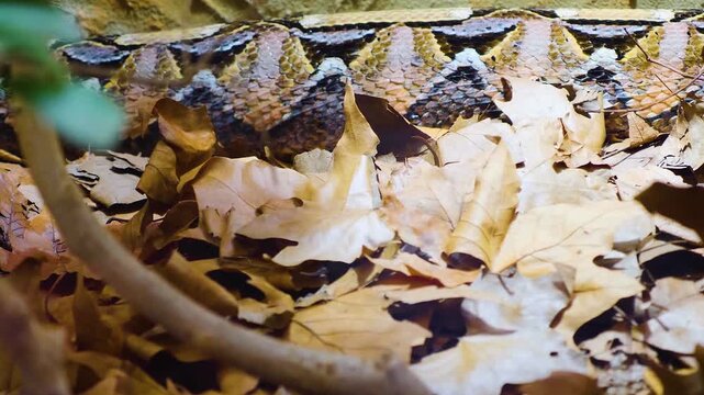 close up of a Gaboon Viper snake slowly crawling by  in autumn on dry leaves.