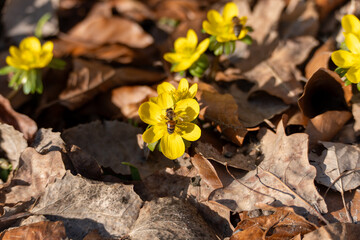 Yellow spring flowers bloom across a leafy forest floor. A bee gathers nectar under clear seasonal light. © Jakob