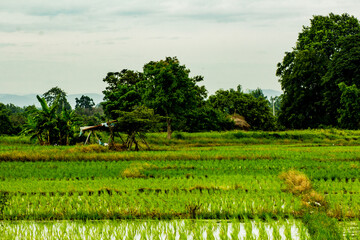green rice field in Thailand