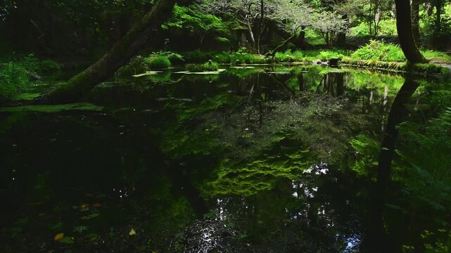 原生林に抱かれた、静寂が湧き出す鏡の池。
「一歩踏み込めば、そこは絵画の世界でした。」
(阿蘇郡産山村)(山吹水源)
Surrounded by a primeval forest, this tranquil pond gushes forth. "One step inside and you're transported to a world of painting."
