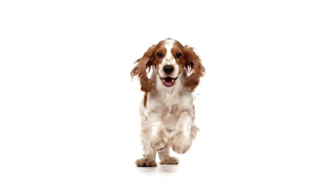 A spaniel dog stands facing forward, brown and white fur, set against a stark white backdrop