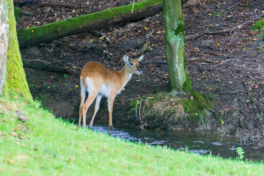enclosure, conservation and nature education concept.