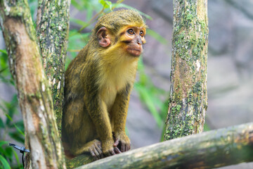 Obraz premium DVUR KRALOVE, CZECH REPUBLIC — JULY 27, 2025: A small Angolan talapoin monkey (Miopithecus talapoin) sitting on a branch in its enclosure at Safari Park Dvur Kralove